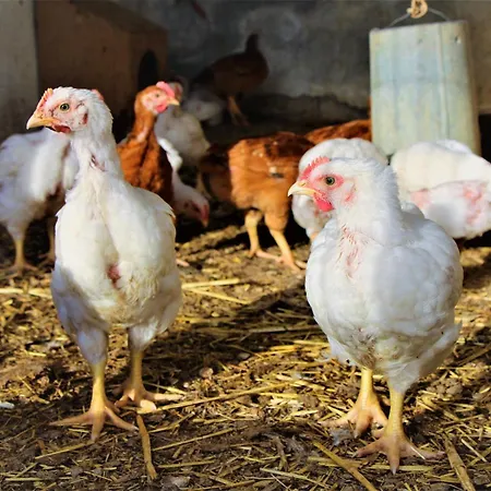 Cortijo La Torre De Caniles בית נופש *