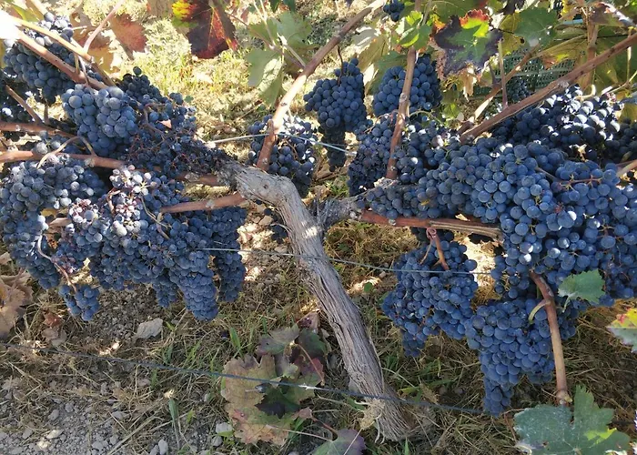 Сasa de vacaciones Cortijo La Torre De Caniles *