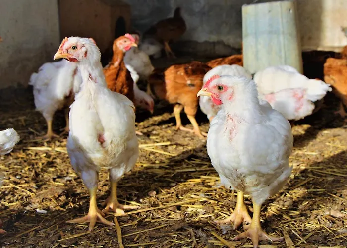 Cortijo La Torre De Caniles Vakantiehuis *